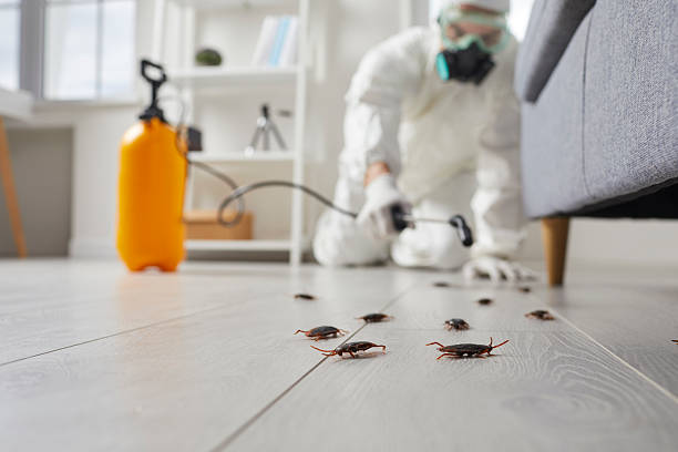 Commercial Kitchen Cockroach Control in Rancho Mission Viejo